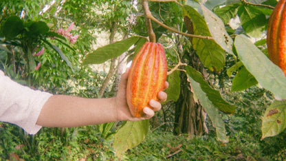 100% raw organic cermonial-grade cacao, 250 grams